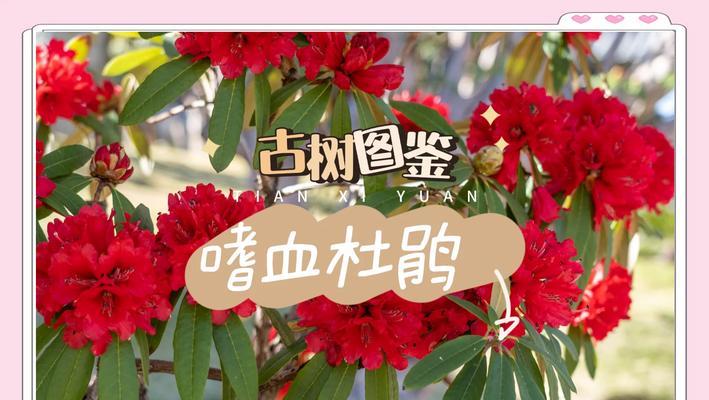 花的历史花语有哪些？如何了解花的传说和故事？