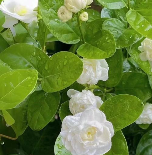 严厉缺温柔的花语是什么意思？