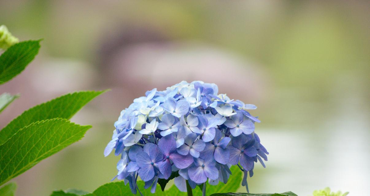 海南像绣球的花语代表什么？