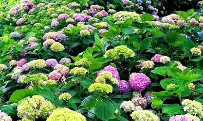 海南像绣球的花语代表什么？