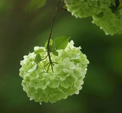 海南像绣球的花语代表什么？
