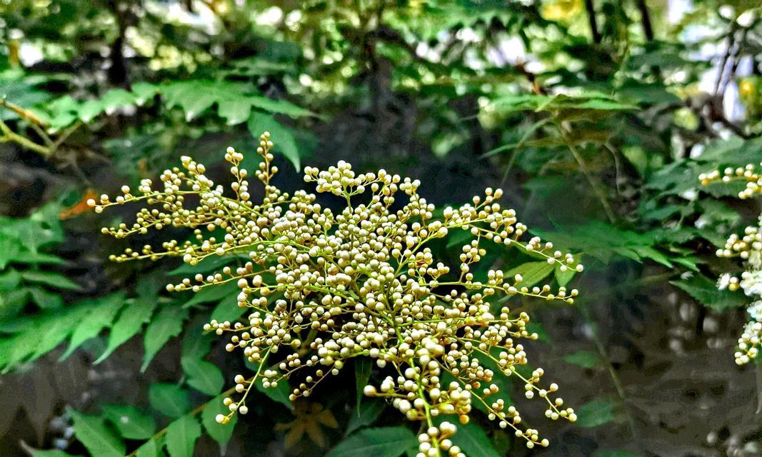 珍珠的花语代表了什么？
