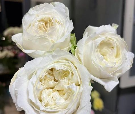珍珠的花语代表了什么？
