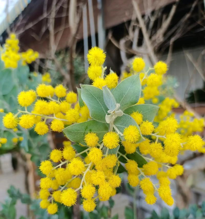 珍珠的花语代表了什么？
