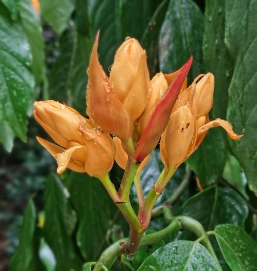 哪种花的花语是无忧？