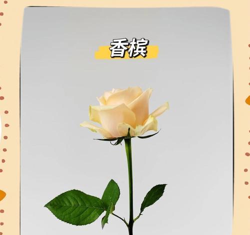 香槟花的花语有何特别之处？