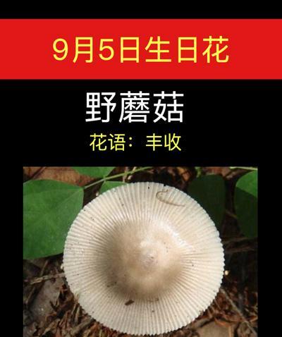 蘑菇的花语有哪些含义？