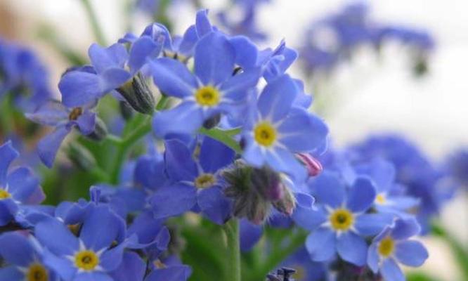 蓝色勿忘草的花语代表了什么？