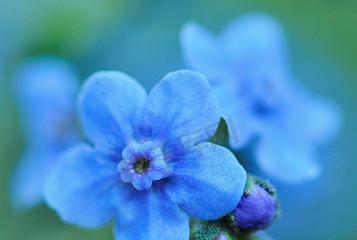蓝色勿忘草的花语代表了什么？