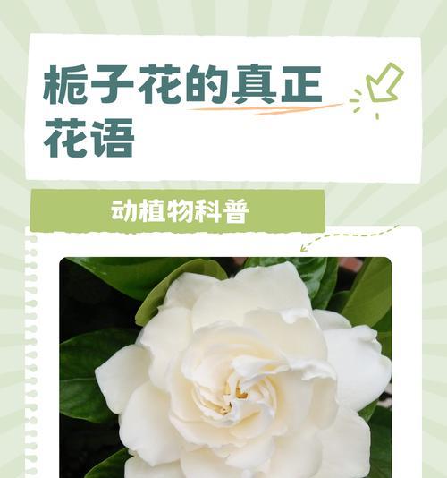 爱的花语大全有哪些？