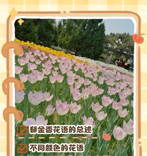 郁金花有哪些不同的花语？
