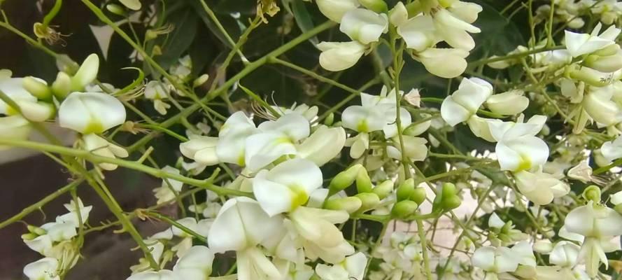 槐树花的花语是什么？