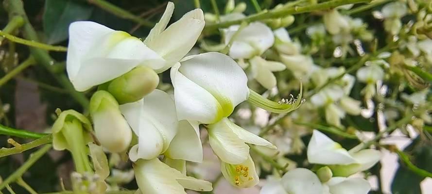 槐树花的花语是什么？
