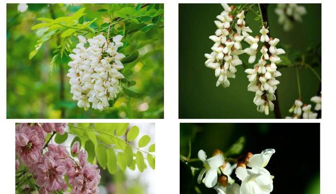 槐树花的花语是什么？