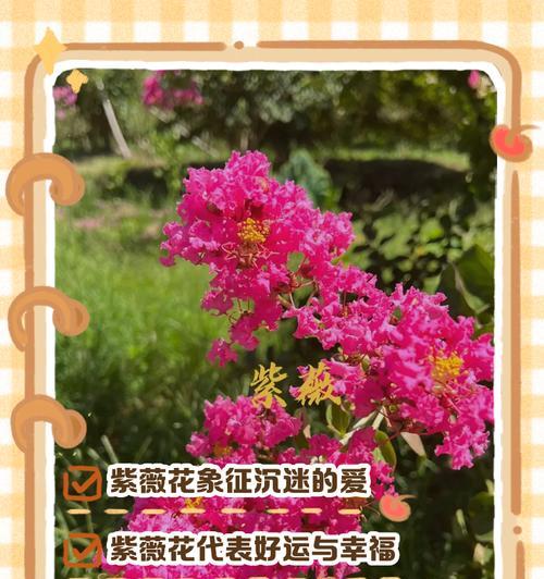 哪种花的花语代表好运？