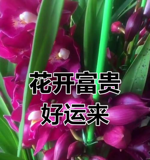 哪种花的花语代表好运？