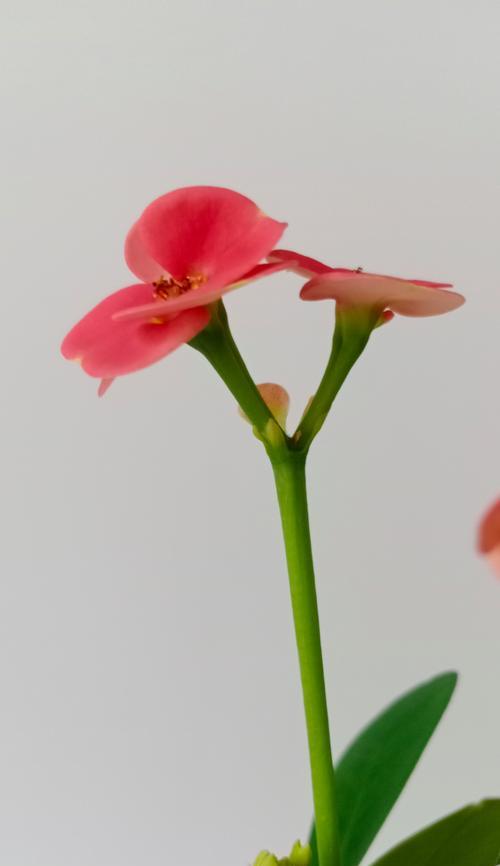 虎刺梅的花语和寓意是什么？