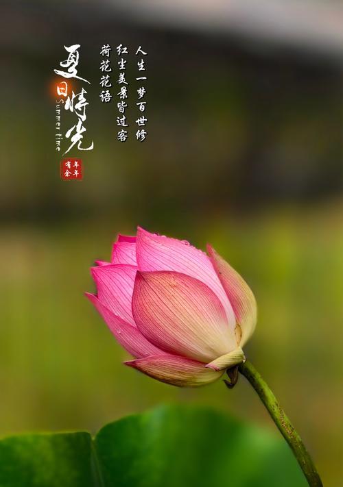 荷花的花语究竟是什么？