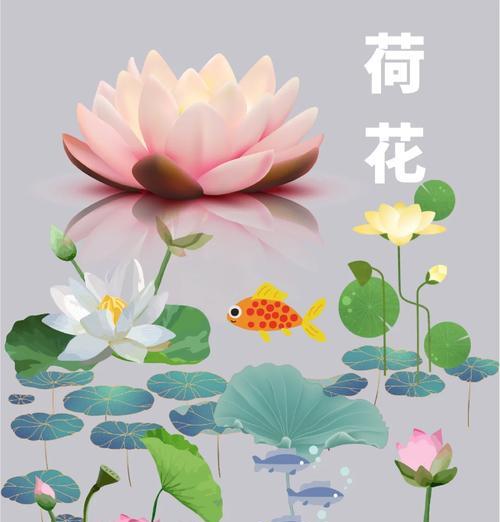 荷花的花语究竟是什么？