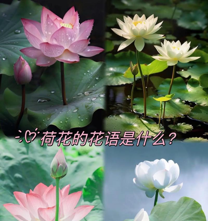 荷花的花语究竟是什么？