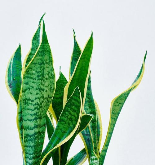 虎皮兰的寓意和花语是什么？