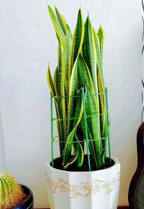 虎皮兰的寓意和花语是什么？