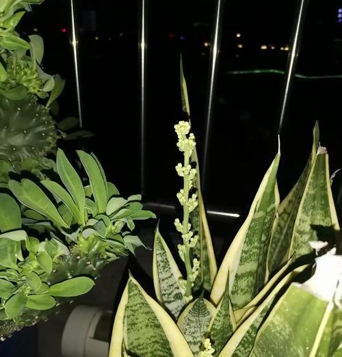 虎皮兰的寓意和花语是什么？