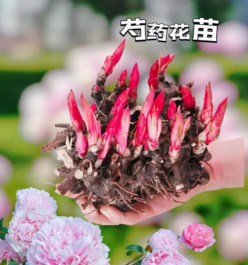 哪种花的花语代表专一不变？