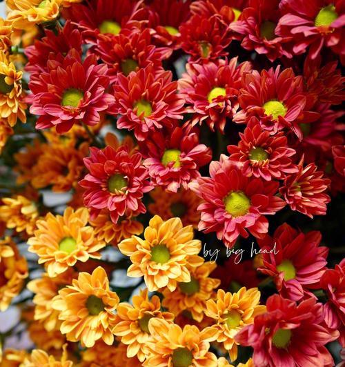 红色小雏菊的花语是什么？