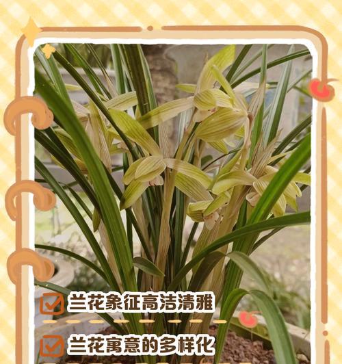 兰花的花语有哪些含义？
