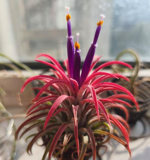 兰花的花语有哪些含义？