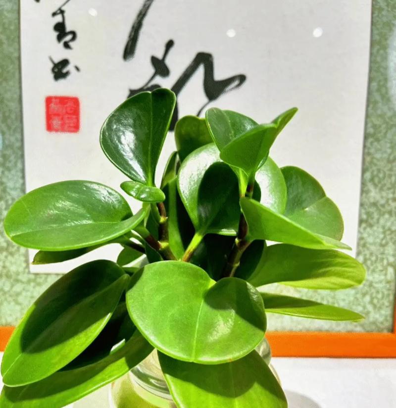 碧玉的寓意与花语是什么？