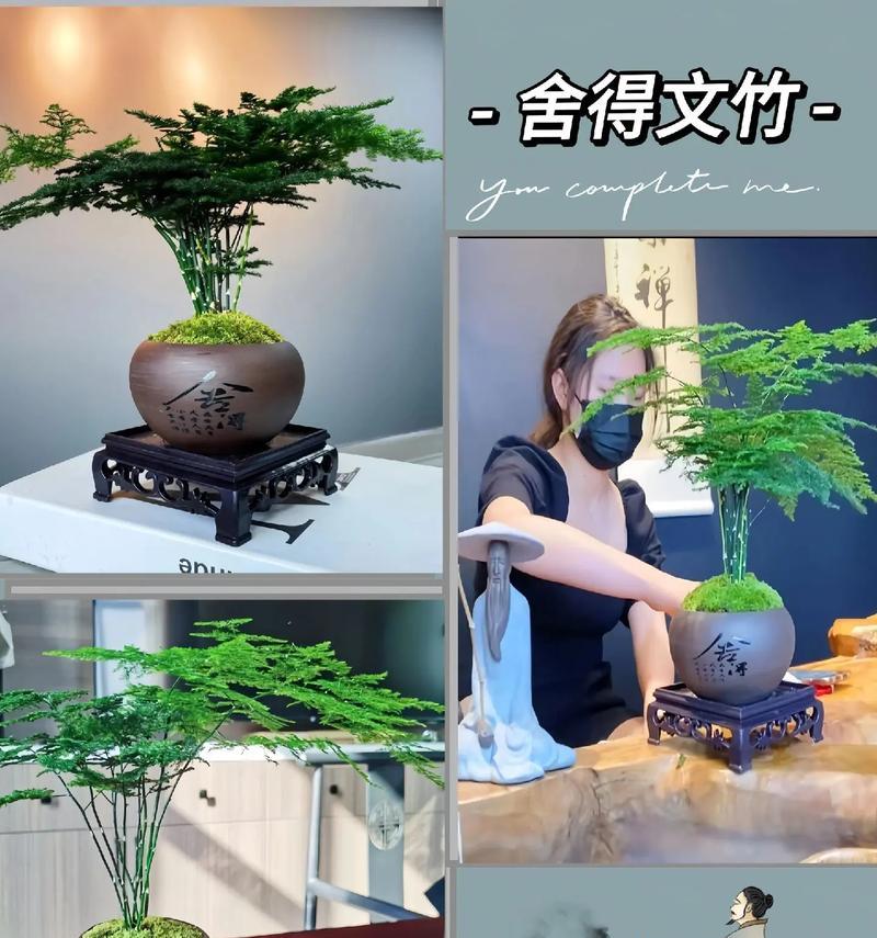 文竹的花语有哪些？能列举100个吗？