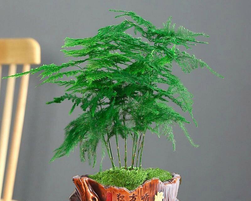 文竹的花语有哪些？能列举100个吗？