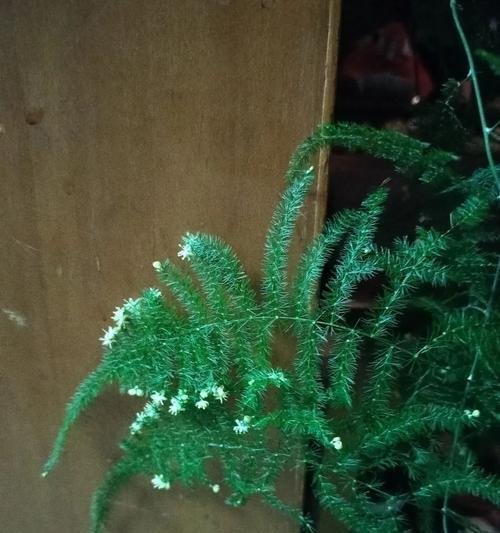 文竹的花语有哪些？能列举100个吗？