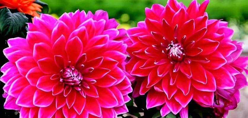天竺的花语及其寓意是什么？