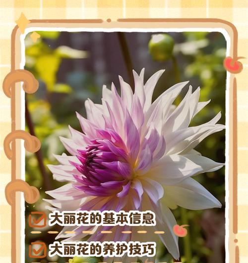 天竺的花语及其寓意是什么？