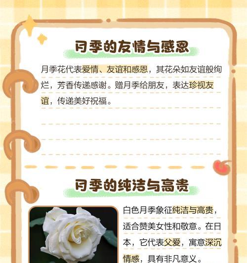 白色月季的花语有哪些？