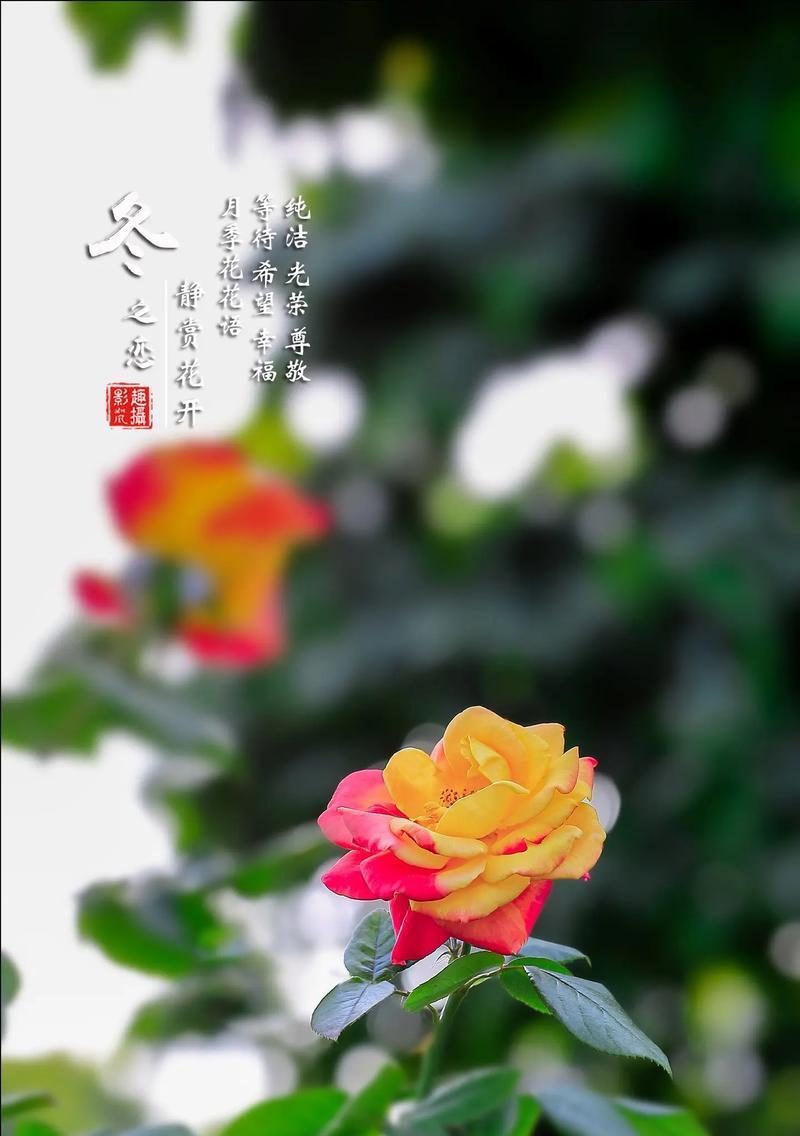 白色月季的花语有哪些？