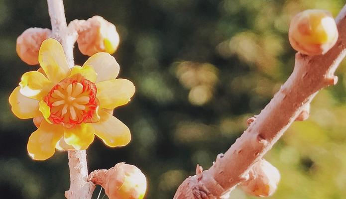 腊梅的花语有哪些不同含义？