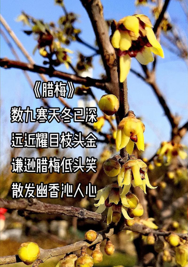 腊梅的花语有哪些不同含义？