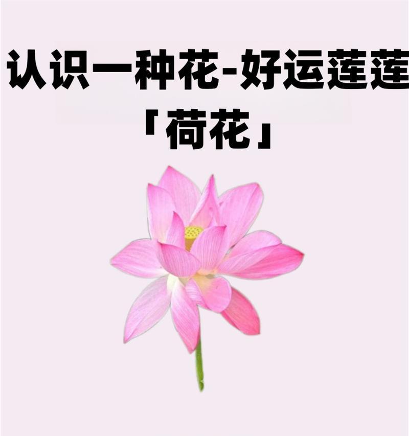 荷花有哪些别称及其花语是什么？
