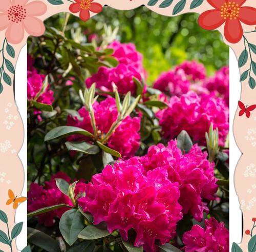 杜鹃花的花语代表了什么？