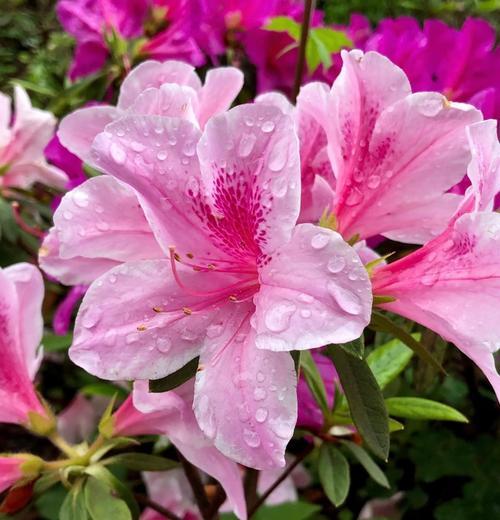 杜鹃花的花语代表了什么？