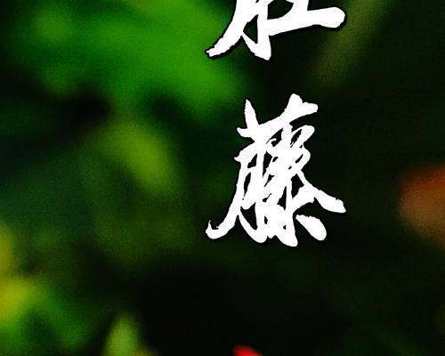 木犀的花语有哪些含义？