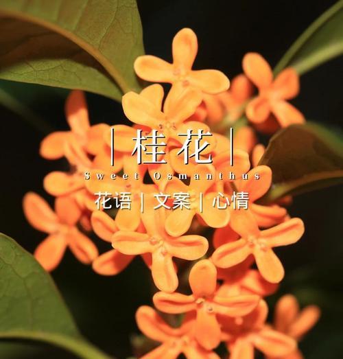 木犀的花语有哪些含义？