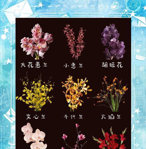 巧克力文心兰花语是什么？如何表达爱意？
