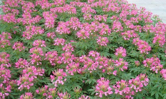 醉蝶花花语有哪些？寓意是什么？