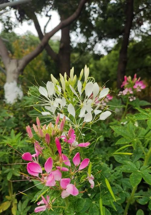 醉蝶花花语有哪些？寓意是什么？
