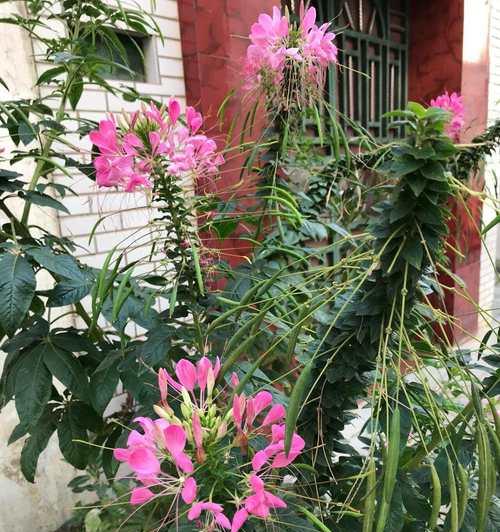 醉蝶花花语有哪些？寓意是什么？